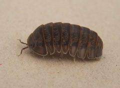 Armadillo officinalis