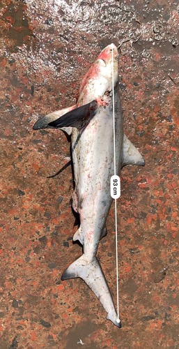 Bignose shark (Carcharhinus altimus) — Carcharhinidae