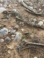 Polygonum sawatchense