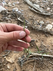 Polygonum sawatchense