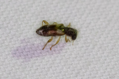 Phyllobaenus obscurus