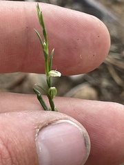 Polygonum sawatchense