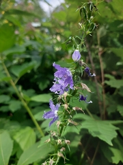 Campanulastrum americanum