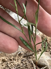 Polygonum sawatchense