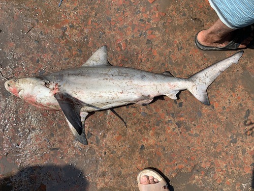 Grootsnuithaai (Carcharhinus altimus) — Carcharhinidae — 3