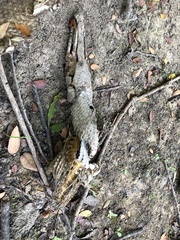 Lepisosteus oculatus