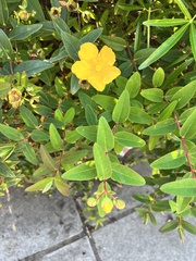 Hypericum
