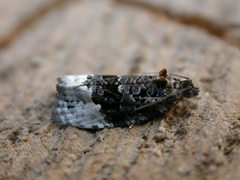 Apotomis betuletana