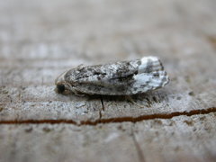 Apotomis betuletana