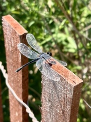 Erythrodiplax berenice