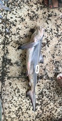 Carcharhinus leucas