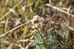 Baccharis coridifolia