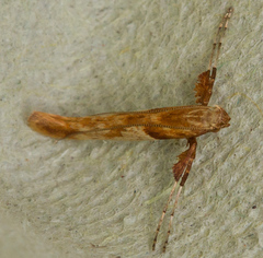 Caloptilia hemidactylella
