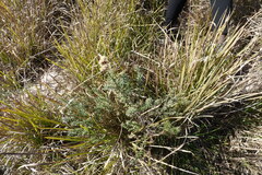 Baccharis coridifolia