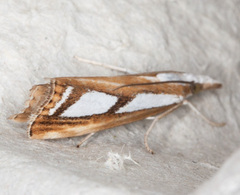 Catoptria permutatellus