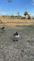 Branta canadensis