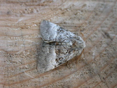 Nut-Tree Tussock