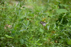 Parantica