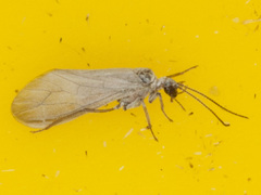 Conwentzia pineticola