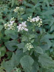 Ageratina altissima