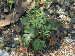 Sibbaldianthe orientalis