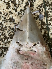 Glaucostegus younholeei