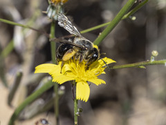 Andrena vulcana