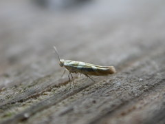 Argyresthia goedartella