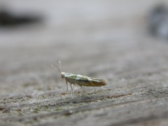 Argyresthia goedartella