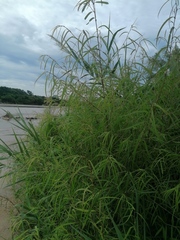 Astianthus viminalis