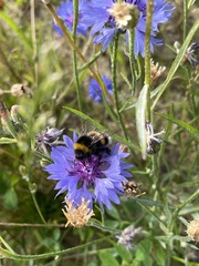 Bombus