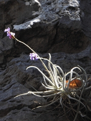 Tillandsia streptocarpa