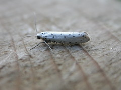 Yponomeuta cagnagella