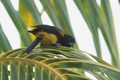 Icterus laudabilis
