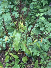 Rumex obtusifolius obtusifolius