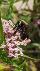 Xylocopa virginica