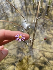 Symphyotrichum subulatum elongatum