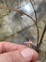 Symphyotrichum subulatum elongatum