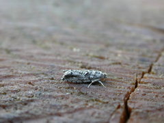 Epinotia nisella