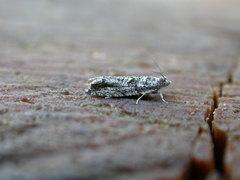 Epinotia nisella