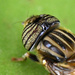 Eristalinus quinquelineatus - Photo (c) Marie Delport, some rights reserved (CC BY-NC), uploaded by Marie Delport