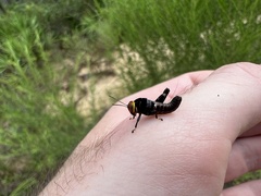 Eotettix pusillus