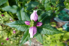 Chelone obliqua