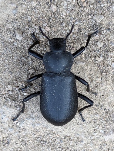 Serrated Darkling Beetle photo 3