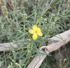 Talinum polygaloides