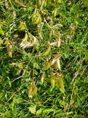 Astragalus penduliflorus