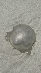 Dactyliophorae