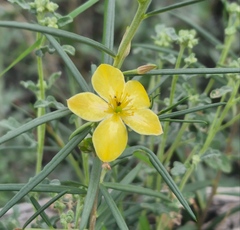 Talinum polygaloides