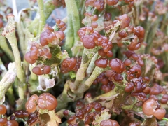 Cladonia macroceras
