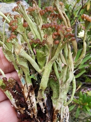 Cladonia macroceras